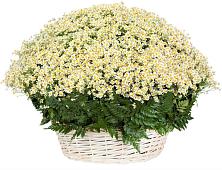 Цветочная композиция из Ромашки в корзине #REPLACE_PRED# Лотошино